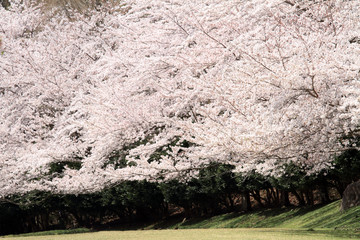 東伊豆クロスカントリーコースの桜並木