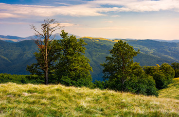beech forest on a meadow of Svydovets ridge. beautiful landscape of Carpathian mountains in late summer