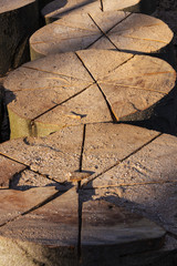 Von einem Baumstamm gesägte runde Stücke Holz in der Abendsonne 