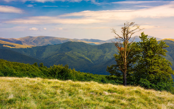 Fototapeta beech trees on a meadow of Svydovets ridge. beautiful scenery of Carpathian mountains in august