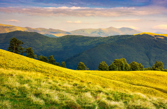 row of trees on grassy hillside in evening. Svydovets mountain ridge in the distance under  the colorful sky. beautiful landscape of Carpathian mountains