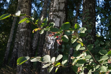 summer forest