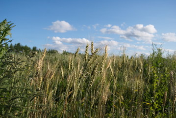 Russian field - wheat ear