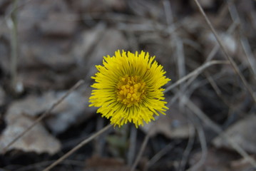 dandelion