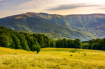 cattle of cow grazing at the foot of Apetska mountain. wide grassy meadow on hillside surrounded...