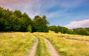road through grassy meadow in to the beech forest. lovely summer scenery of Carpathian mountainous area