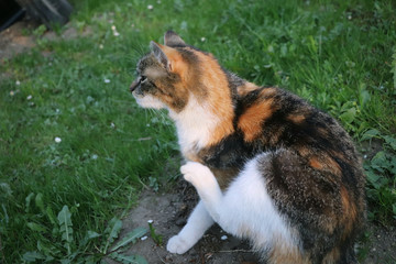 Obraz premium A young cat trying get fleas from fur