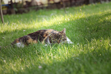 Playing with cat on the garden in grass