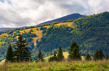 low clouds above the forested hill in sunlight. beautiful scenery of Carpathian Borzhava mountain...