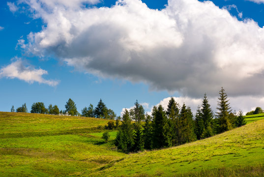 spruce woodlot on a grassy hillside. lovely nature scenery. blue sky with huge fluffy cloud