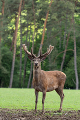 Naklejka na ściany i meble cerf mâle en velours, red deer