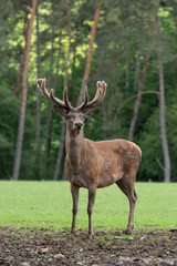 Naklejka na ściany i meble cerf mâle en velours, red deer