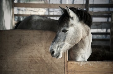 White horse in the stable : Close up