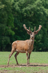 cerf mâle en velours, red deer
