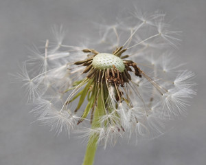 Close up of the Dandelion flower after it has gone to seed 
