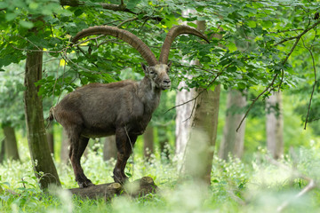 Bouquetin mâle, ibex dans une forêt