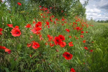 Campo de amapolas rojas en primavera en España
