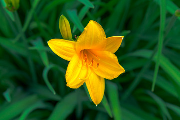 Yellow Day lily or Hemerocallis.