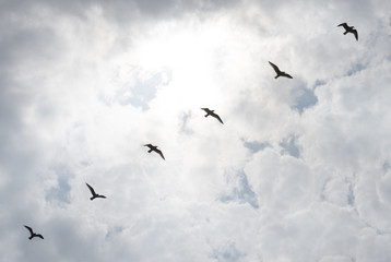 Möwenflug vor aufgelockert bewölktem Himmel