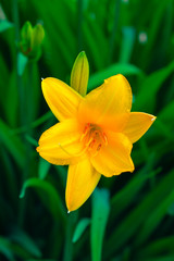 Yellow Day lily or Hemerocallis.
