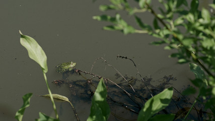 green brown frog seat in pond water, swamp vegetation