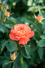 orange rose flower in focus and closed buds on background