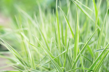 Close up of fresh thick grass nature background