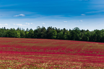 Red clover field and blue sky in summer day.
