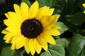 Obraz premium Sonnenblume