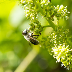 honey bee on a ripening grape fruits