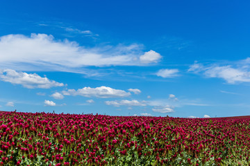 Red clover field and blue sky in summer day.