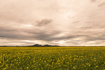 Canola fields at the foot of the You Yangs beneath a moody sky