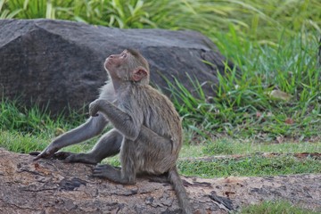 Monkey,  it is in KUM PHA WA PI park,  at UDONTHANI province THAILAND.