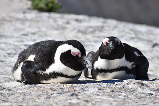 Closeup of two cute Jackass Penguins on the Boulders Beach in Cape Town in South Africa