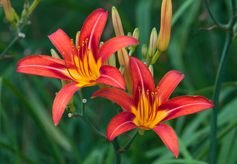 Obraz premium HEMEROCALLIS 'POINSETTIA'