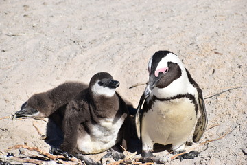 Obraz premium Closeup of two cute Jackass Penguins on the Boulders Beach in Cape Town in South Africa