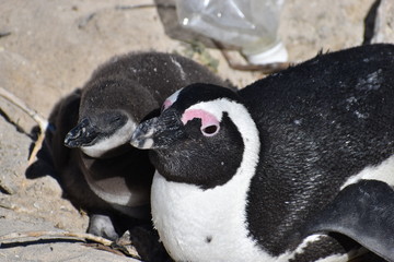 Fototapeta premium Closeup of two cute Jackass Penguins on the Boulders Beach in Cape Town in South Africa