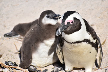Naklejka premium Zbliżenie dwóch cute pingwiny Jackass na plaży Boulders w Kapsztadzie w RPA