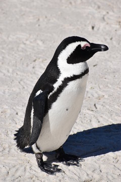 Closeup of a cute Jackass Penguin on the Boulders Beach in Cape Town in South Africa