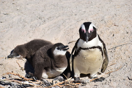 Closeup of two cute Jackass Penguins on the Boulders Beach in Cape Town in South Africa