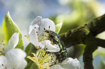 Green Rose Chafer (Cetonia aurata) on summer blossom