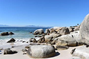 Beautiful Jackass penguins on blue Boulders Beach in Cape Town in South Africa