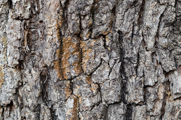 Fototapeta premium Bark of Pine Tree Close Up