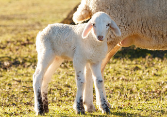 Obraz premium Beautiful lamb in the landscape