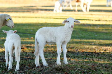 Fototapeta premium Beautiful lamb in the landscape