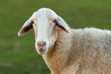 Naklejka na ściany i meble Beautiful lamb in the landscape