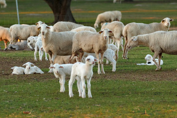 Obraz na płótnie Canvas Beautiful lambs and sheeps