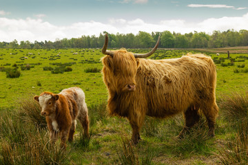 Highland cow and calf in the Scottish highlands