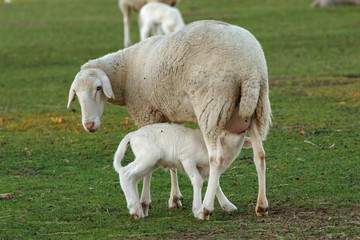 Obraz premium Beautiful lamb in the landscape