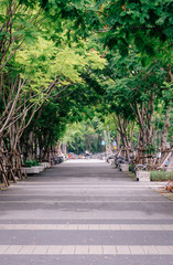 Pathway with big trees in Thailand